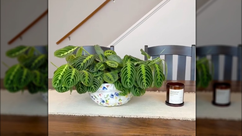 Stylish Mediterranean-style planter with prayer plant beside candle on linen cloth on rustic wood table