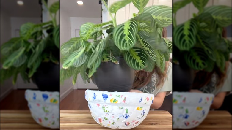 Woman tucking large prayer plant into eccentric plant pot made from shattered bowl pieces