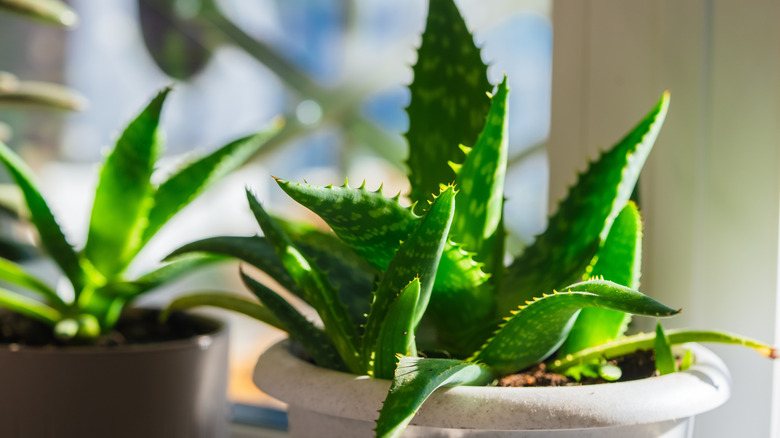 Two healthy aloe vera plants near window