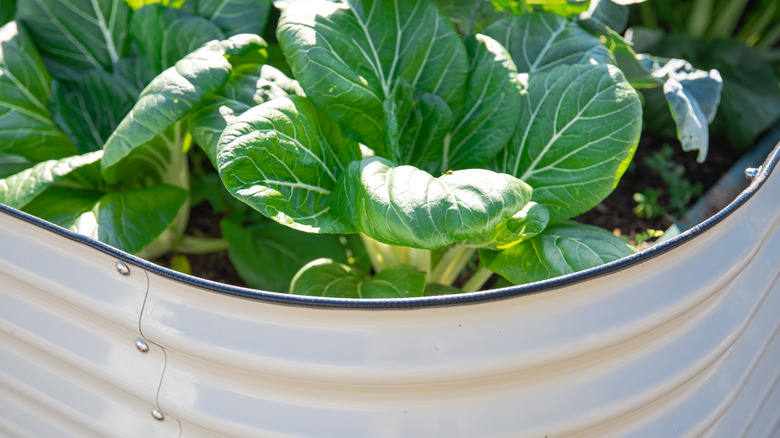 White Aluzinc planter with heat-sensistive pak choi plants growing inside