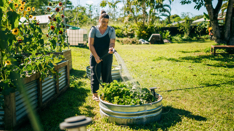 A woman watering an attractive metal garden bed on a warm day