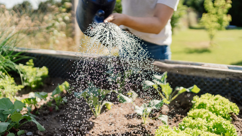 Applying rice water to leafy greens in a vegetable garden