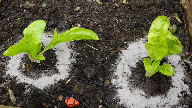 Chard plants surrounded with wood ash to deter slugs and snails