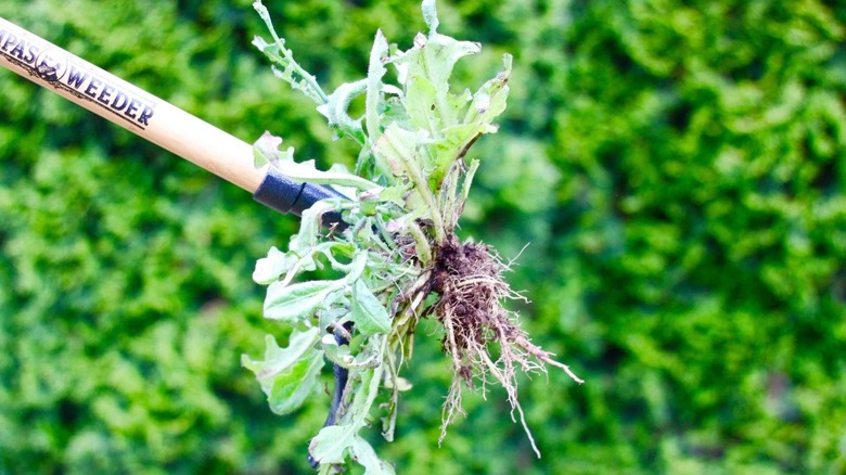 Grampa's Weeder wood handle weeding tool with weed in claws.