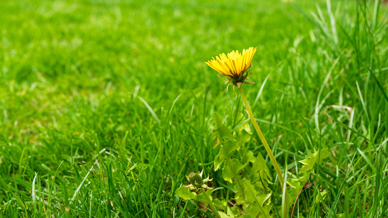 Close up of dandelion in a grassy lawn.