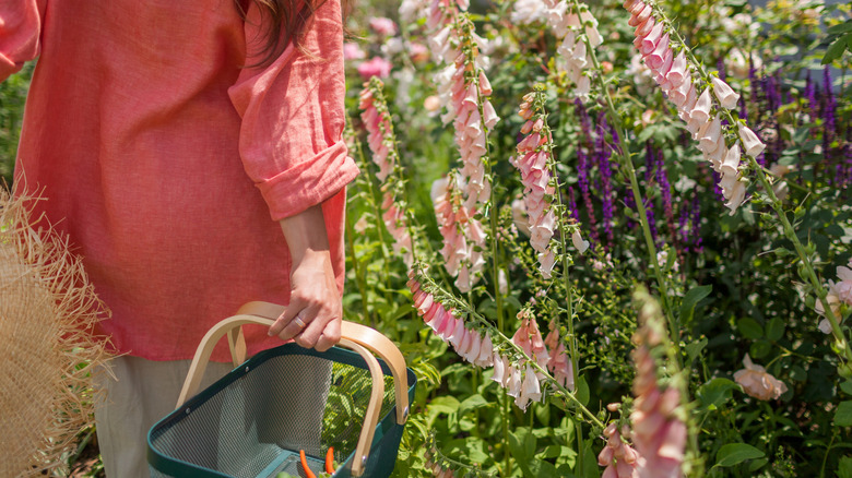 A woman carrying a garden basket walking by a foxglove border.