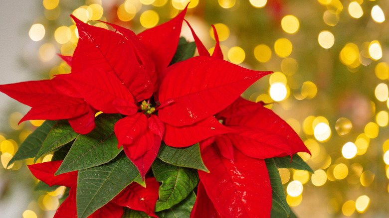 A poinsettia plant with holiday lights behind it