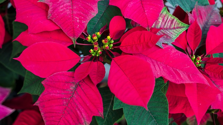 Close-up of a poinsettia plant