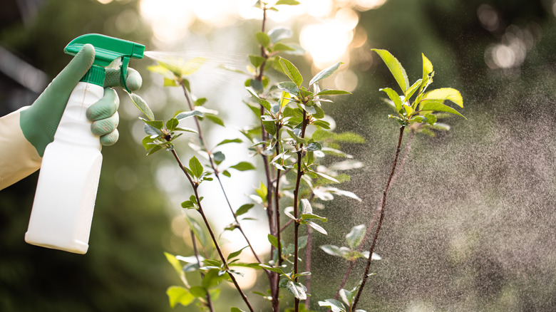 Gloved hand spraying plants with DIY spray
