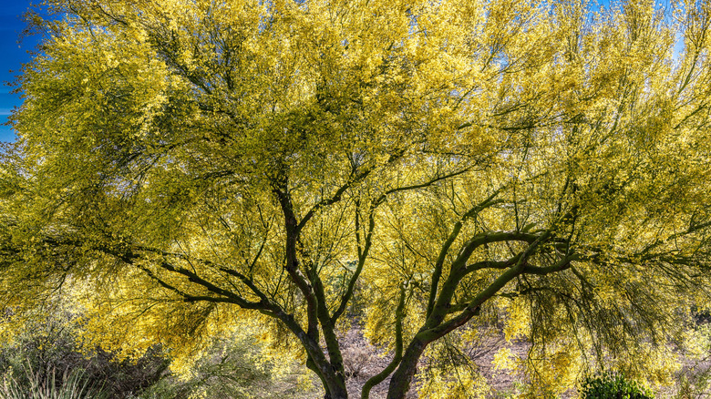 Desert Museum palo verde tree