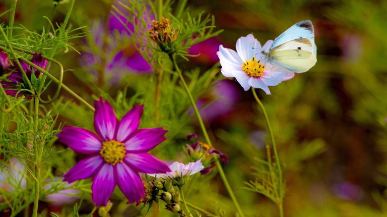 White butterfly on cosmos flowers