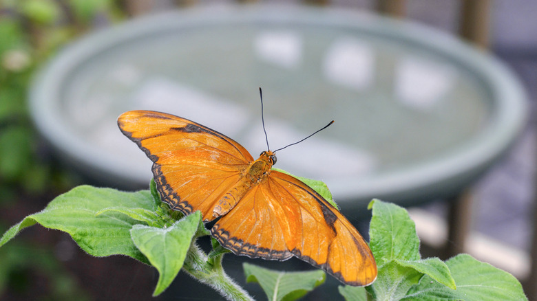 A butterfly approaching leaves in front of a birdbath