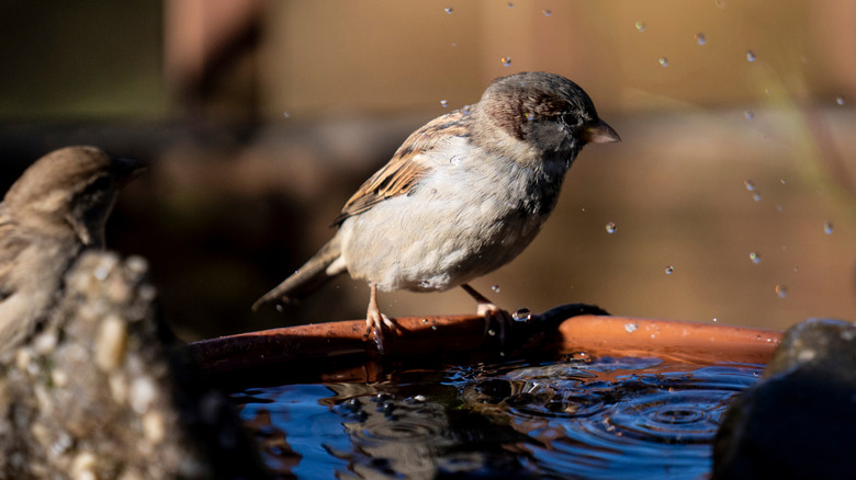 A sparrow cleaning itself in a birdbath