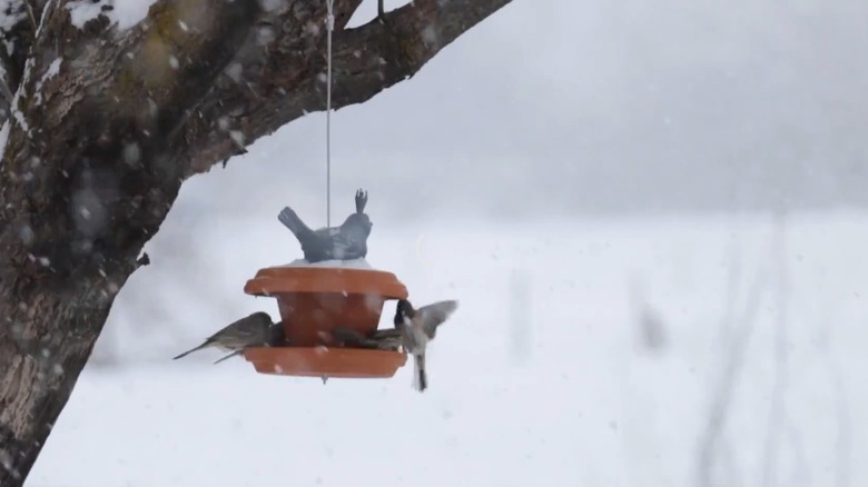 A DIY birdfeeder made from a terracotta pot