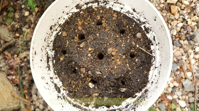 A habitat for ground-nesting bees made with a nursery pot