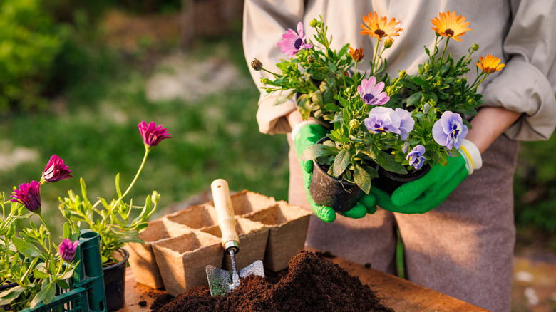 A person holding nursery pots with flowers