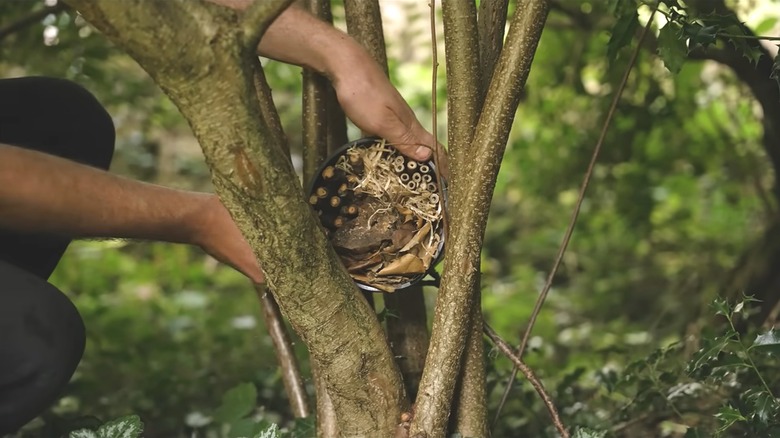 A man placing a bug motel between small trunks