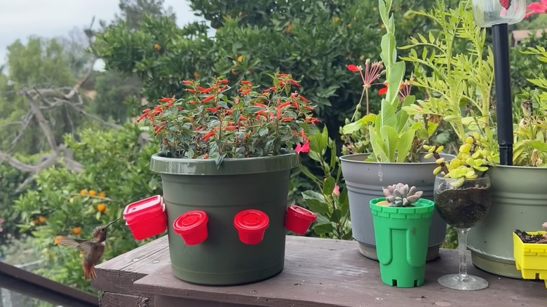 A pot with small red hummingbird feeders attached to the side filled with red flowers