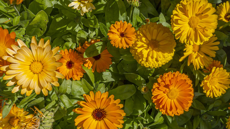 orange and yellow calendulas growing outdoors