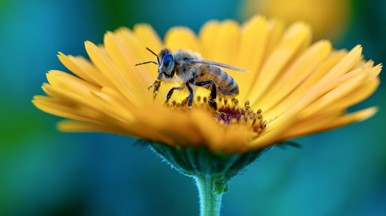 a bee perched atop a yellow calendula flower