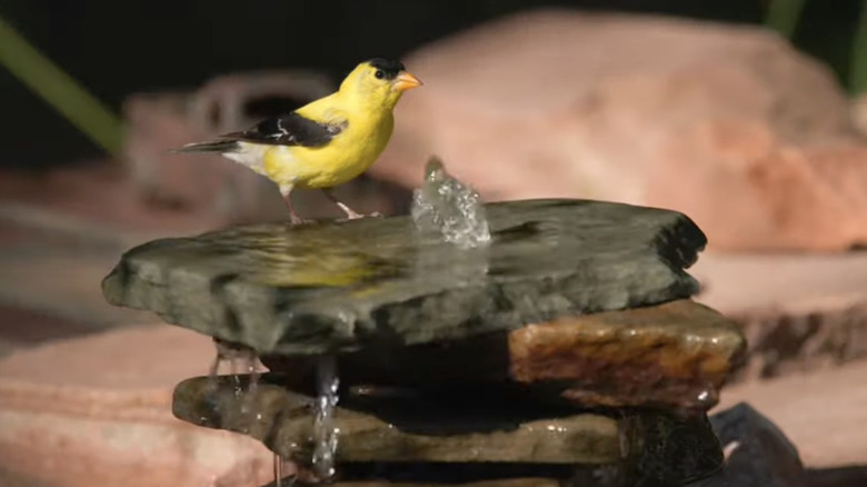 A yellow bird perched on stacked rock fountain
