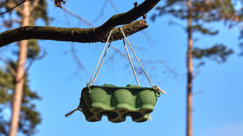 small green egg carton suspended from a tree branch