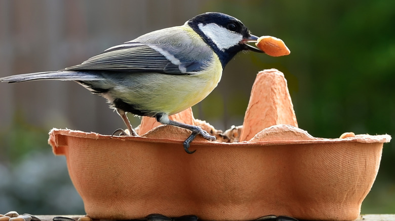 cardboard egg carton on a table with grass in the background while a finch eats bird seed