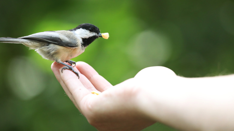 chickadee perched on a hand eating yellow food