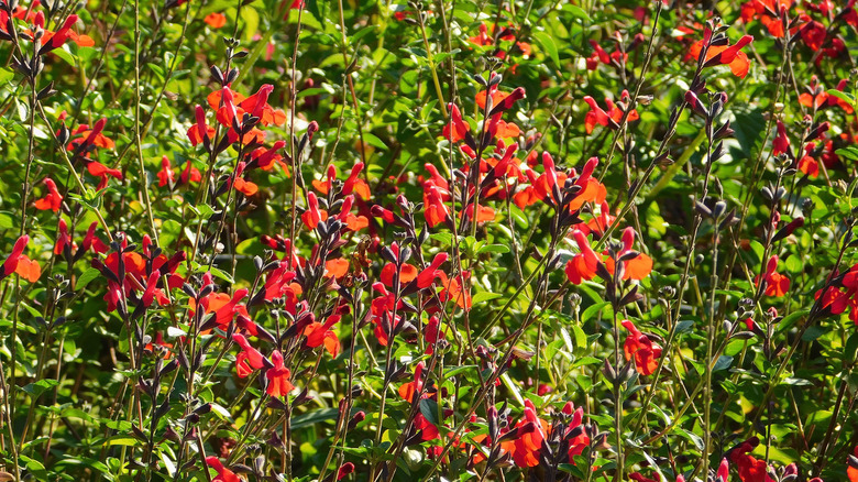 Autumn sage blooming with red flowers