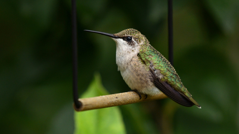 Plant This Fast-Growing Flowering Plant To Attract Hummingbirds From Spring To Fall