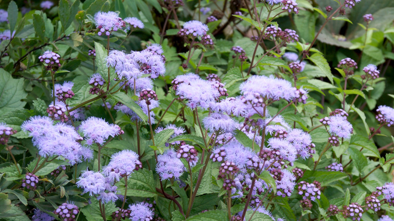 Blue mistflower plants in bloom