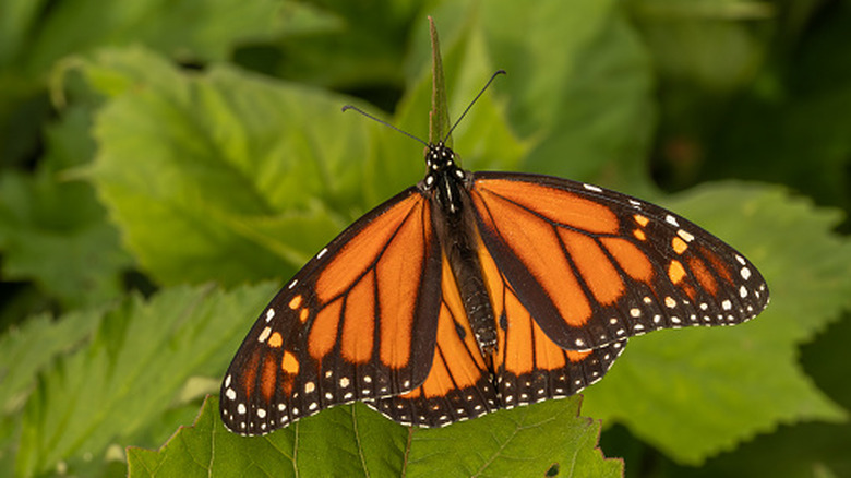 Monarch butterfly spreading its wings