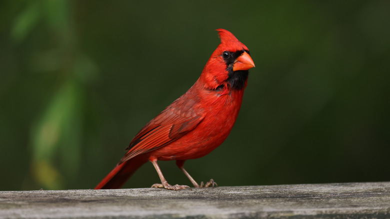 cardinal on wood rail