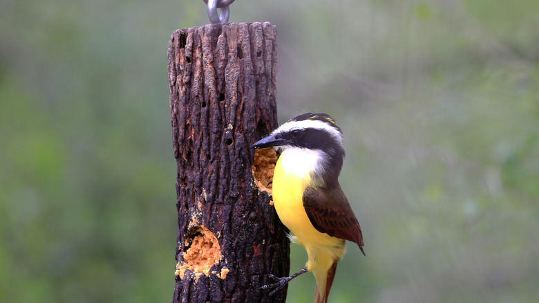 bird feeding at suet log feeder