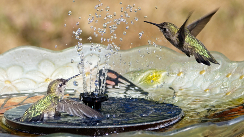 Two hummingbirds in a birdbath with a fountain