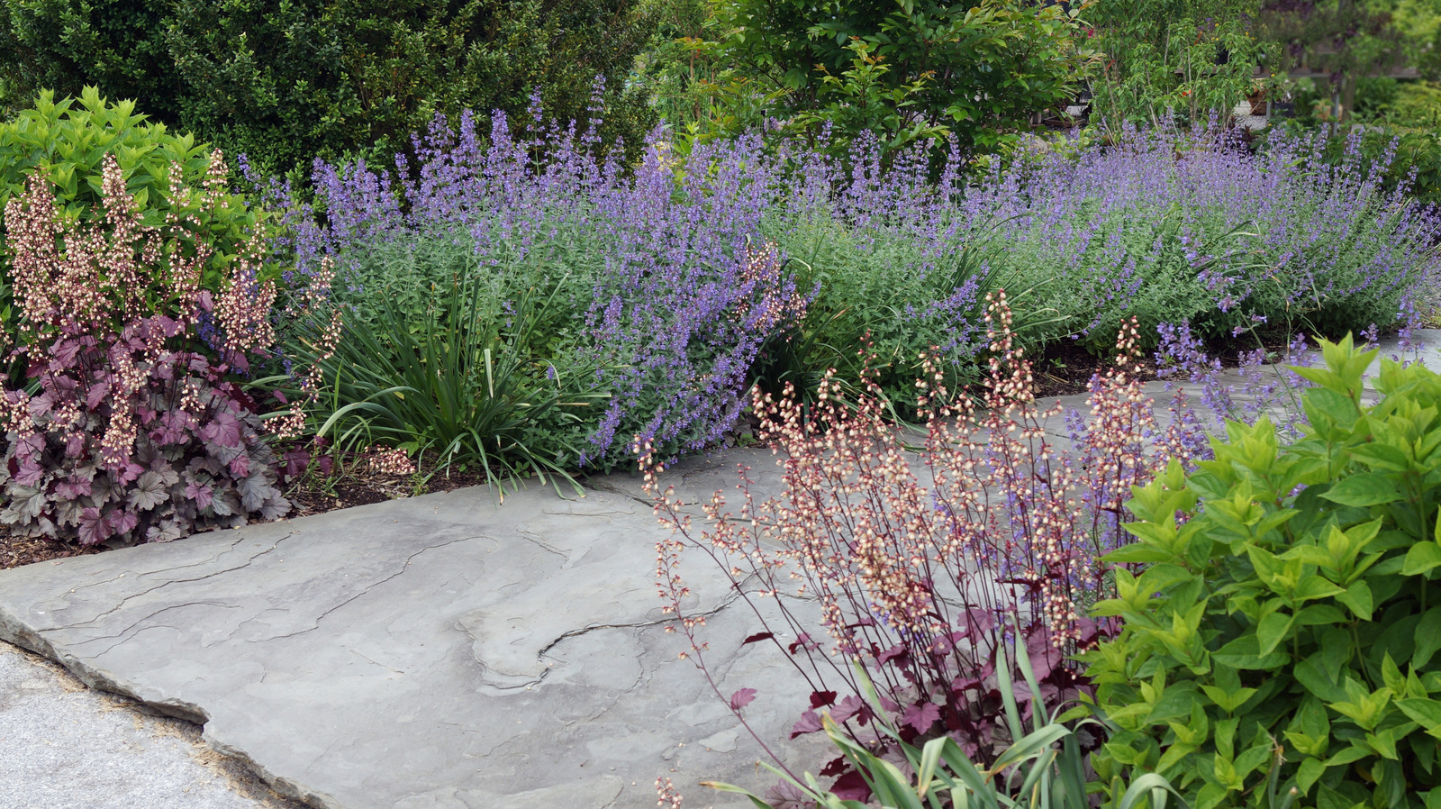 Lure Hummingbirds with Lavender-Blue Flowered Ground Cover