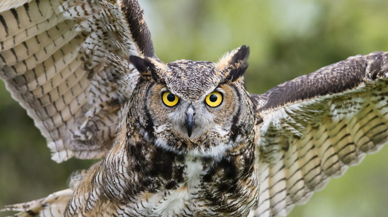 Great horned owl in flight