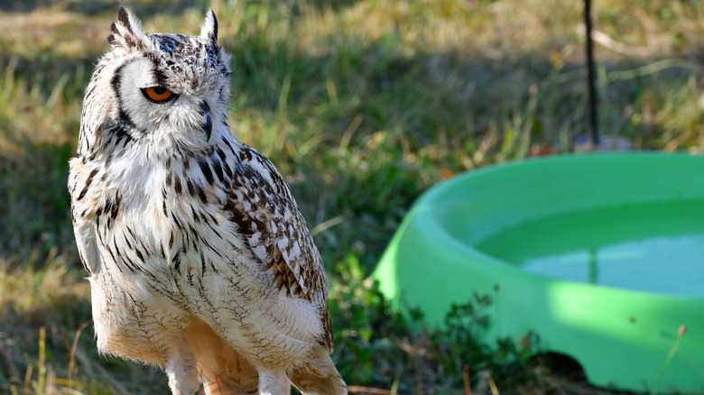 Owl next to a plastic ground level birdbath