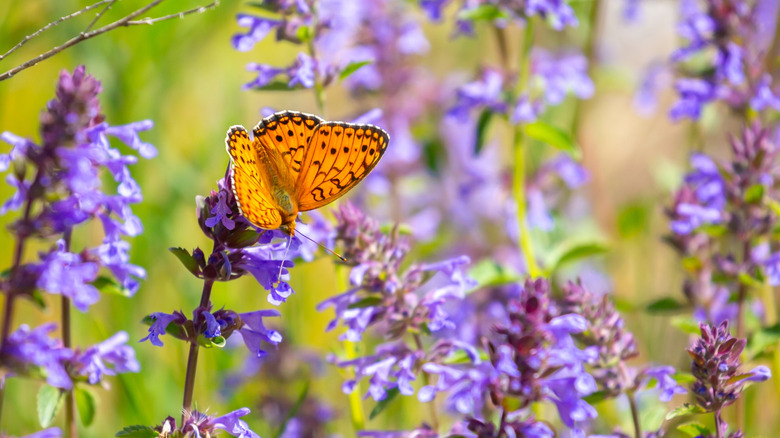 An orange butterfly resting on purple flowers.