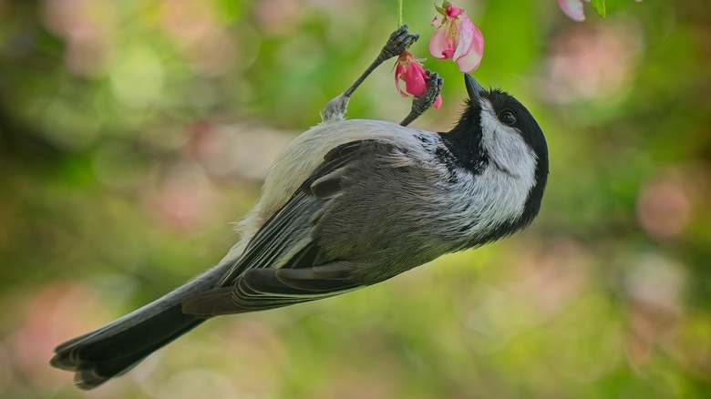 Black-capped chickadee looking for insects in flowers