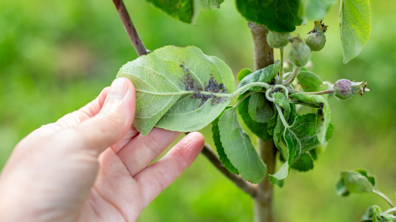 A hand inspecting possible aphid damage on plant