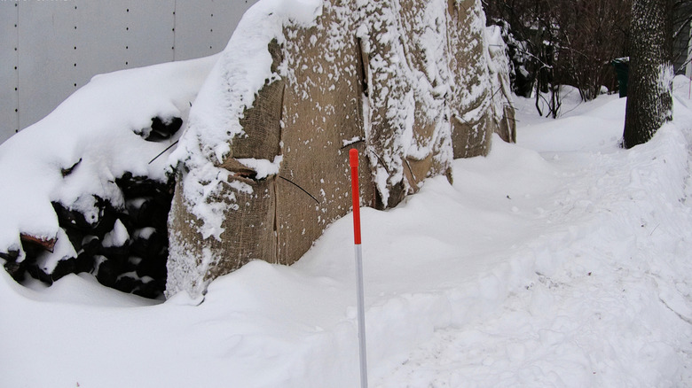 snow stick protecting a row of covered arborvitaes
