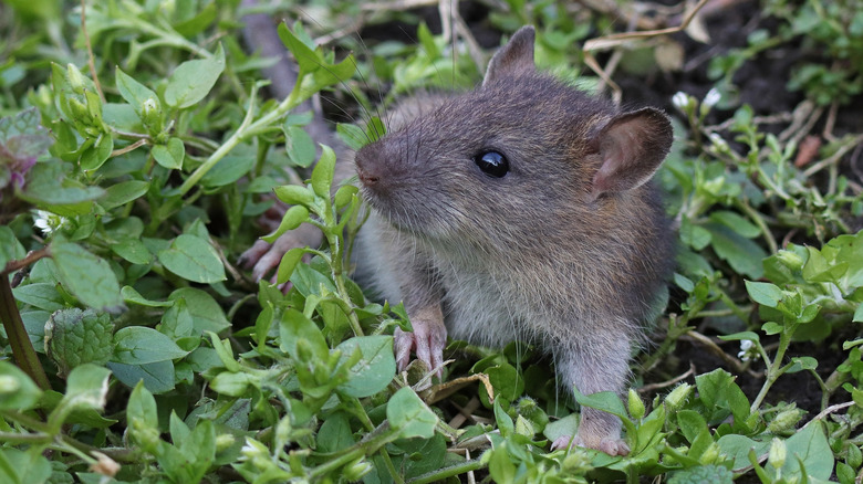 A large rat lounging in a yard