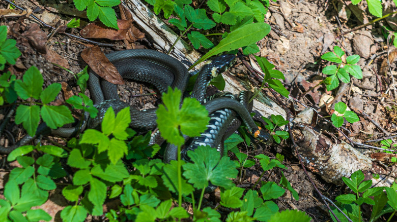 A large black snake hiding beneath plant leaves in a yard