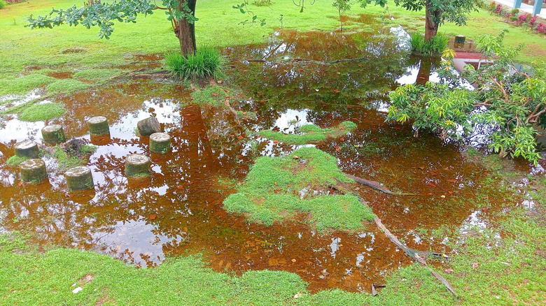 Puddles around trees in a yard