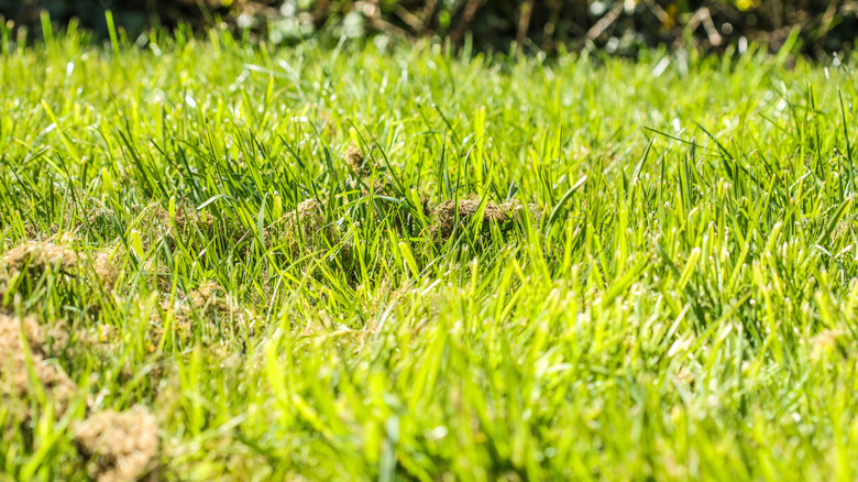 A lawn with tall green grass