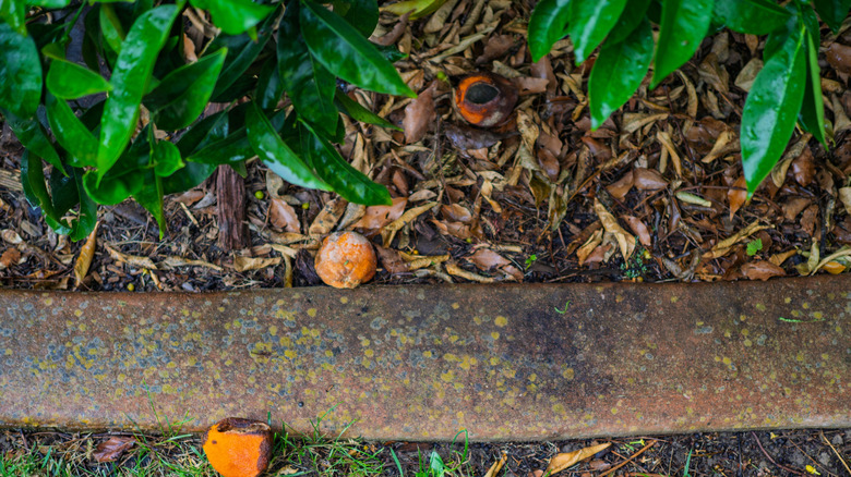 Small oranges decaying in a yard