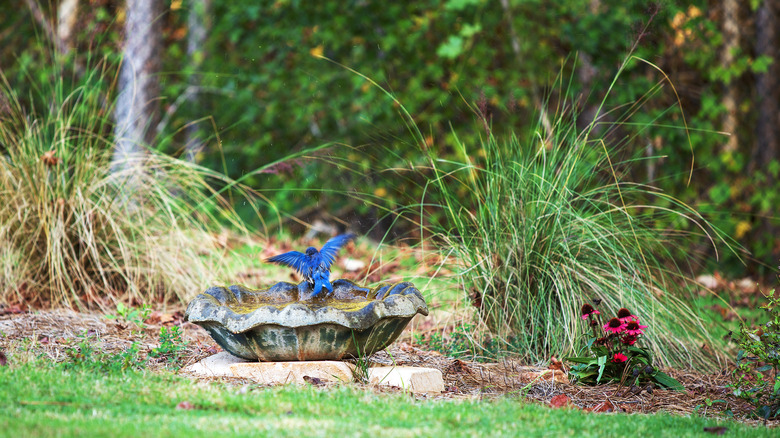 A blue bird perched on a birdbath placed near the ground