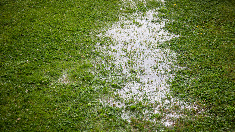 Standing water in a lawn