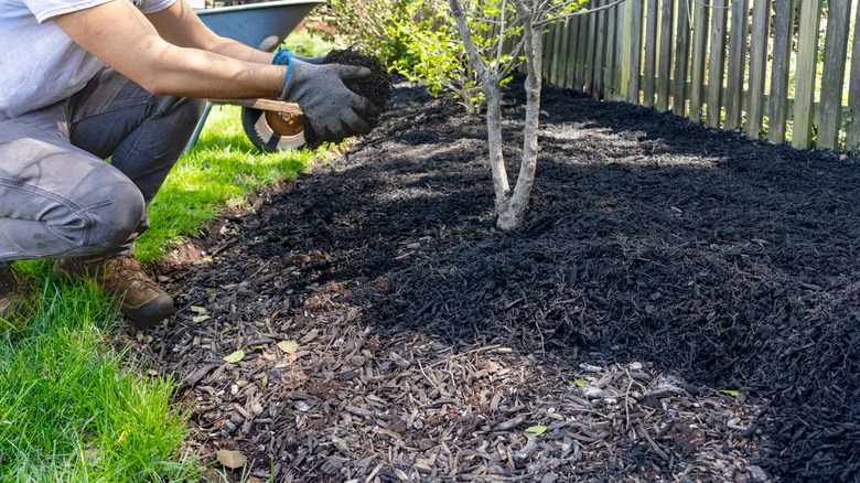 Gloved hands packing a garden bed with mulch